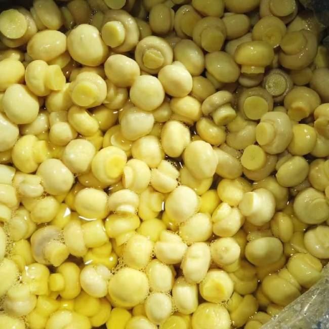 chinese-mushroom-in-brine-in-drums chinese-mushroom-in-brine-in-drums