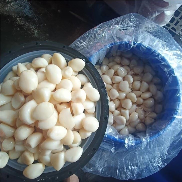 Drum Packed Garlic Clove in Brine