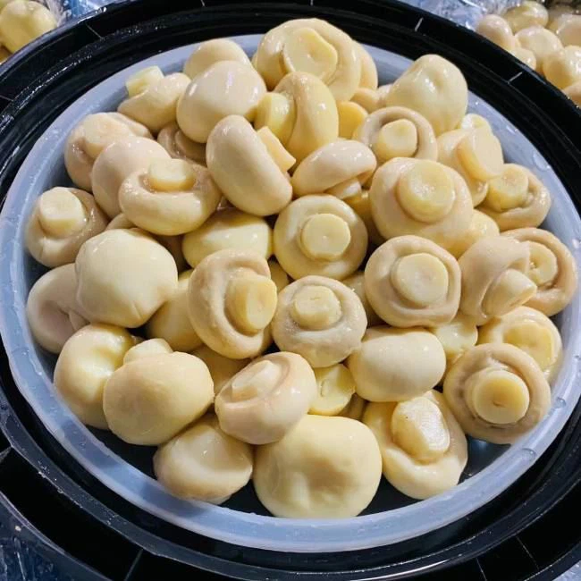 High Quality Mushroom In Brine In Barrel